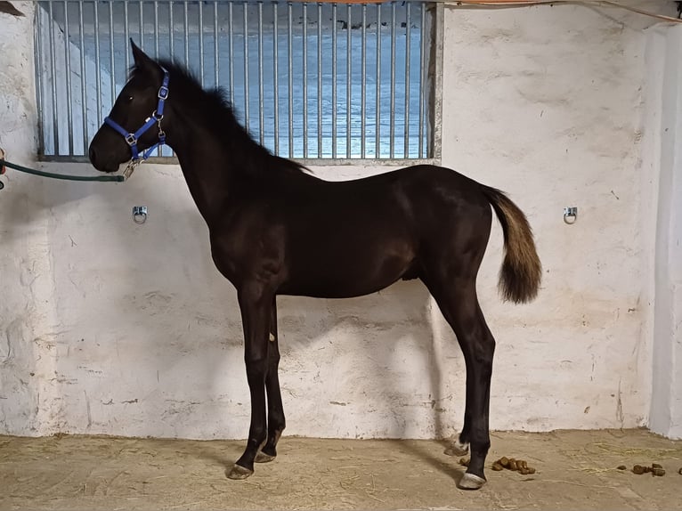 Trakehner Hengst  167 cm Rappe in Marienmünster