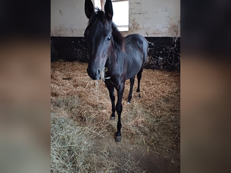 Trakehner Hengst  167 cm Rappe in Marienmünster