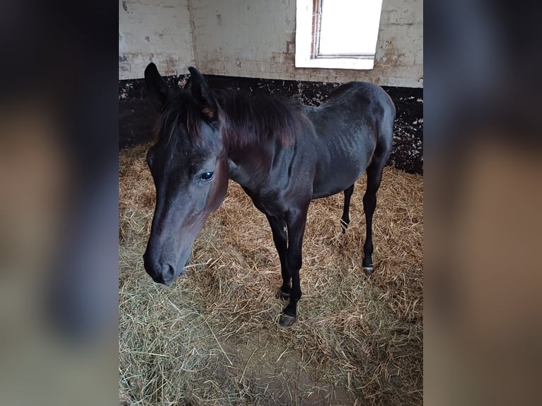 Trakehner Hengst  167 cm Rappe in Marienmünster