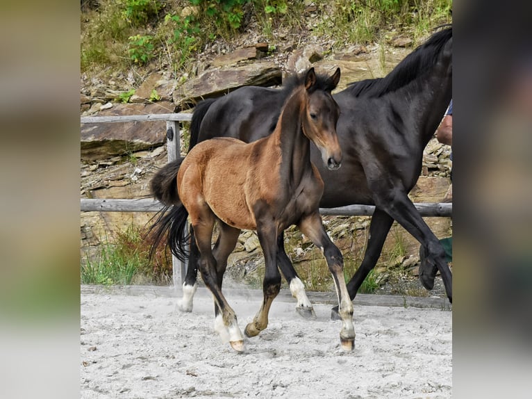 Trakehner Hengst Fohlen (03/2026) 168 cm Brauner in Auerbach/Vogtland