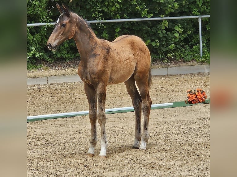 Trakehner Hengst Fohlen (03/2026) 168 cm Brauner in Adelsried