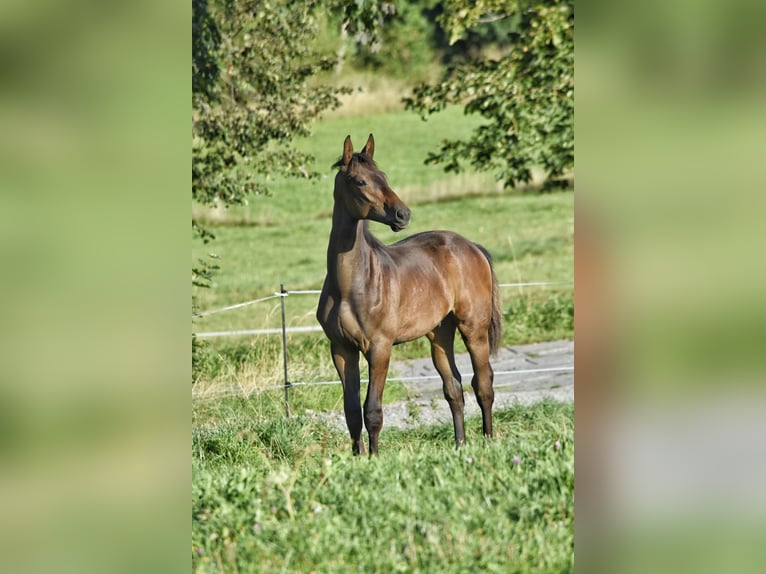 Trakehner Hengst Fohlen (03/2026) 168 cm Brauner in Auerbach/Vogtland
