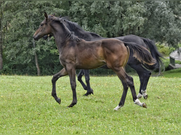 Trakehner Hengst Fohlen (03/2026) 168 cm Brauner in Auerbach/Vogtland
