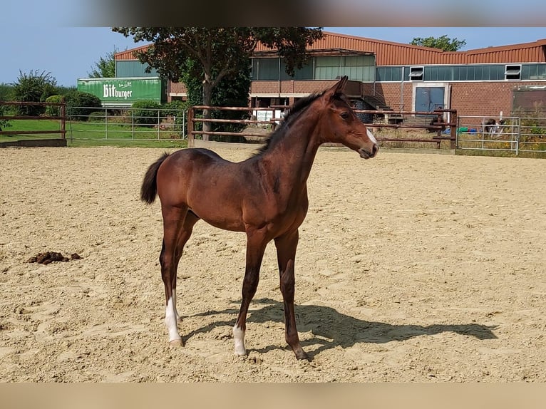 Trakehner Hengst  168 cm Brauner in Zülpich