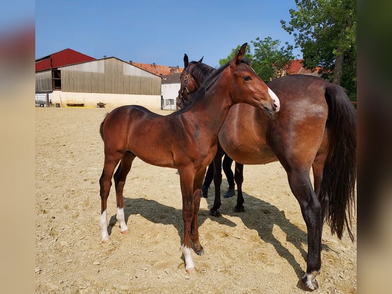 Trakehner Hengst  168 cm Brauner in Zülpich