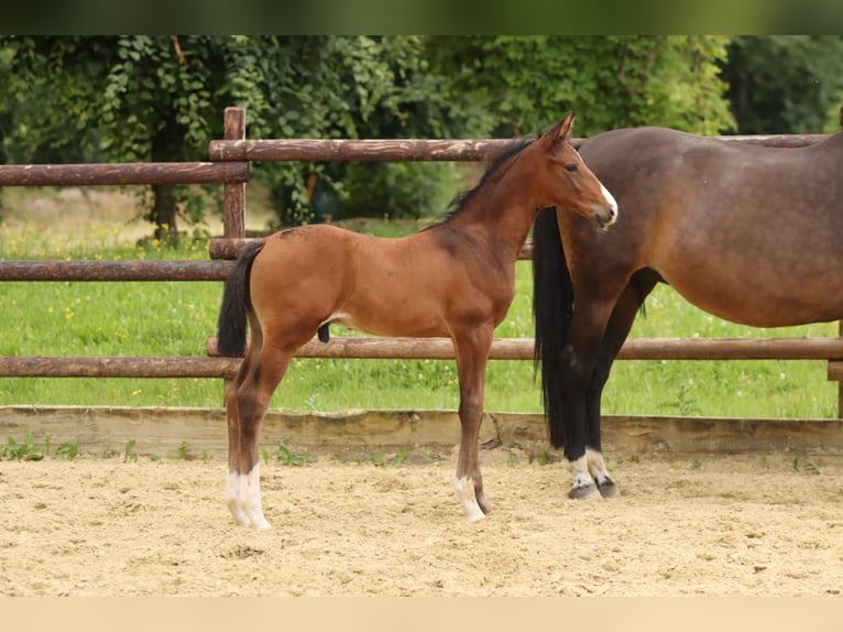 Trakehner Hengst  168 cm Brauner in Zülpich