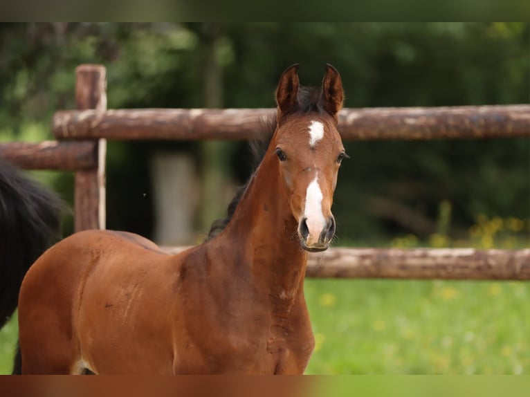 Trakehner Hengst  168 cm Brauner in Zülpich