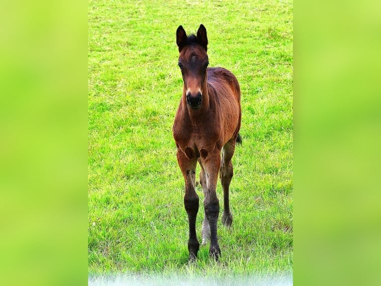 Trakehner Hengst  168 cm Dunkelbrauner in Neuberg