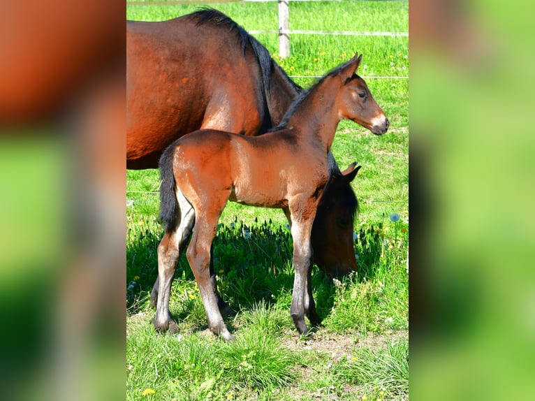 Trakehner Hengst  168 cm Dunkelbrauner in Neuberg