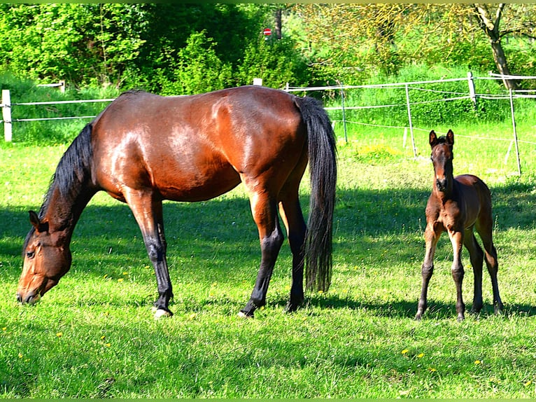Trakehner Hengst  168 cm Dunkelbrauner in Neuberg