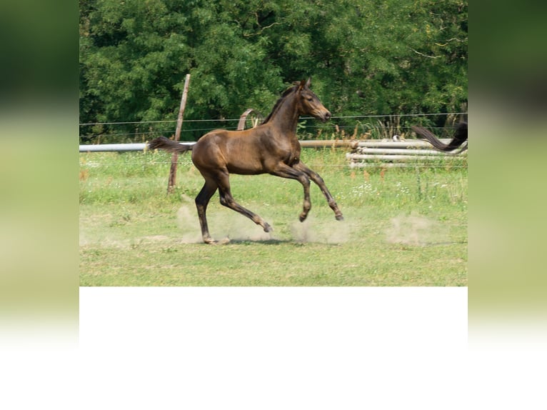 Trakehner Hengst Fohlen (05/2025) 168 cm Dunkelbrauner in werder (Havel)