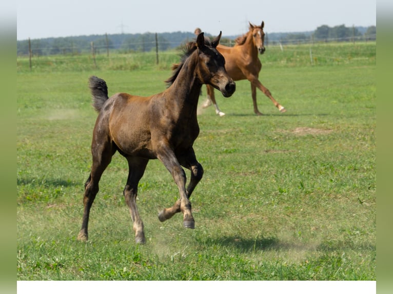 Trakehner Hengst Fohlen (05/2025) 168 cm Dunkelbrauner in werder (Havel)