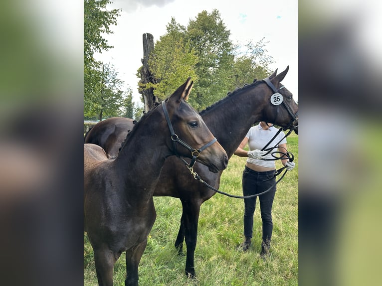 Trakehner Hengst Fohlen (05/2025) 168 cm Dunkelbrauner in werder (Havel)
