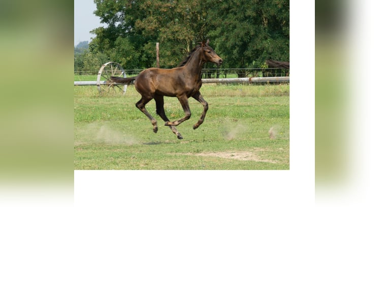 Trakehner Hengst Fohlen (05/2025) 168 cm Dunkelbrauner in werder (Havel)