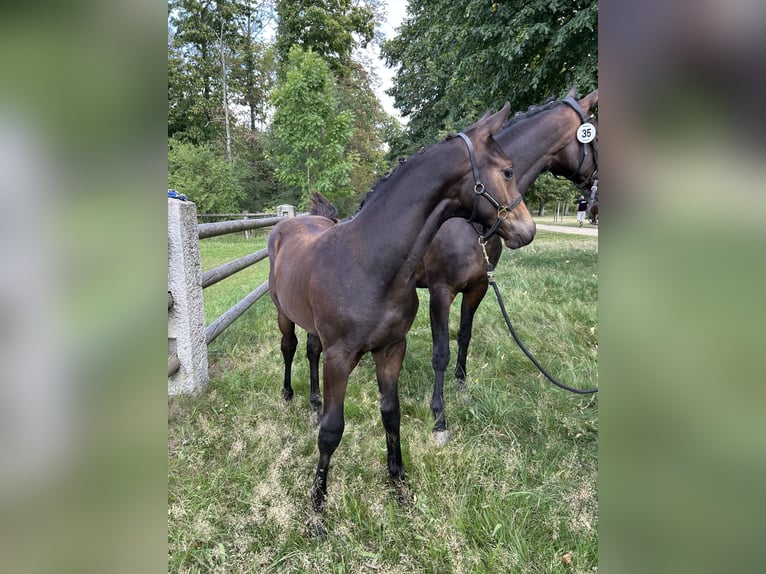Trakehner Hengst Fohlen (05/2025) 168 cm Dunkelbrauner in werder (Havel)