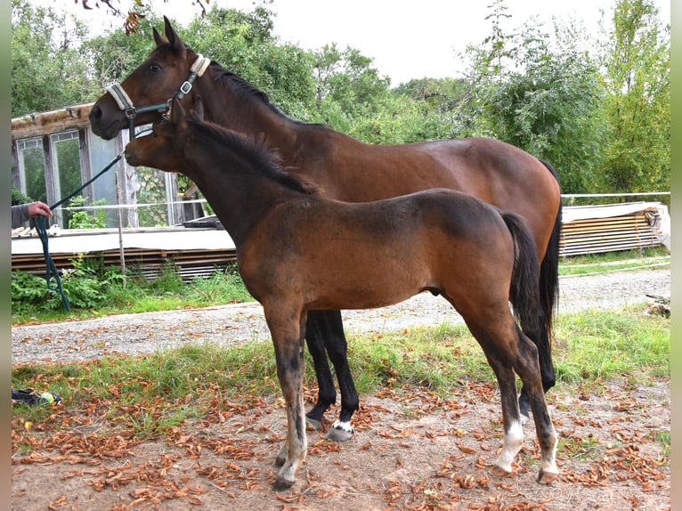 Trakehner Hengst Fohlen (05/2025) 168 cm Dunkelbrauner in Schnabelwaid
