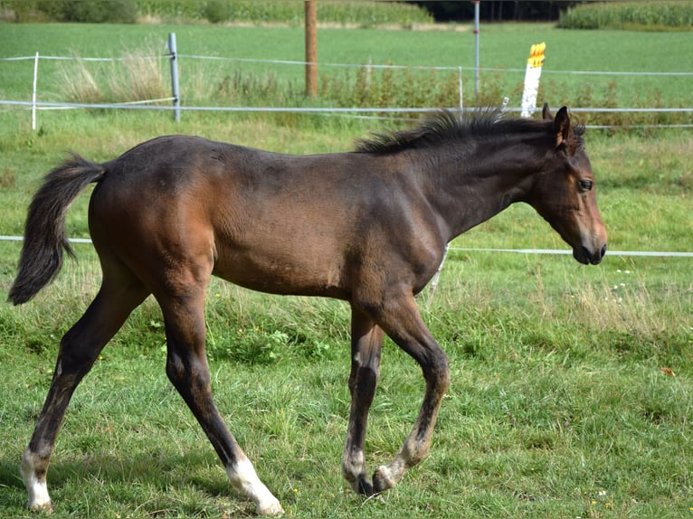 Trakehner Hengst Fohlen (05/2025) 168 cm Dunkelbrauner in Schnabelwaid