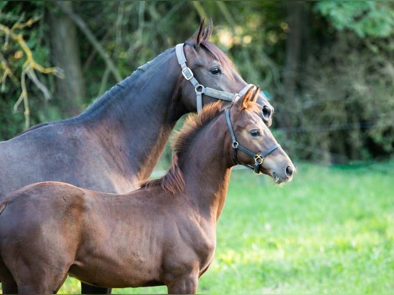 Trakehner Hengst Fohlen (05/2024) 168 cm Dunkelfuchs in Gnadendorf