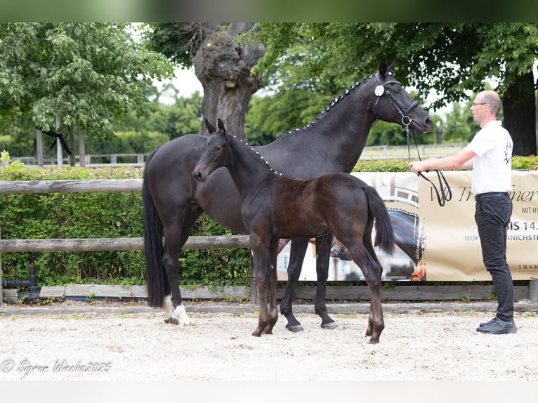 Trakehner Hengst  168 cm Rappe in Auerbach/Vogtland