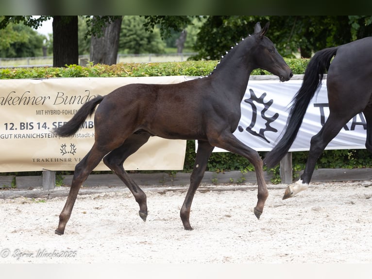 Trakehner Hengst  168 cm Rappe in Auerbach/Vogtland