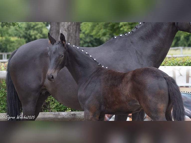 Trakehner Hengst  168 cm Rappe in Auerbach/Vogtland