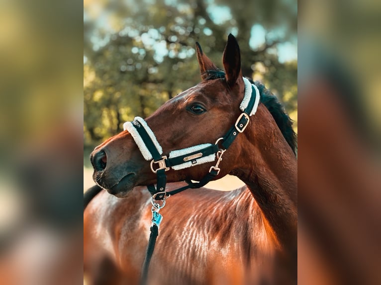 Trakehner Hengst  168 cm Rappe in Ludwigslust