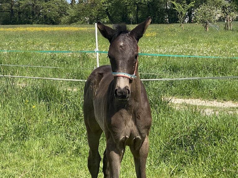Trakehner Hengst  168 cm Rappe in Willingshausen