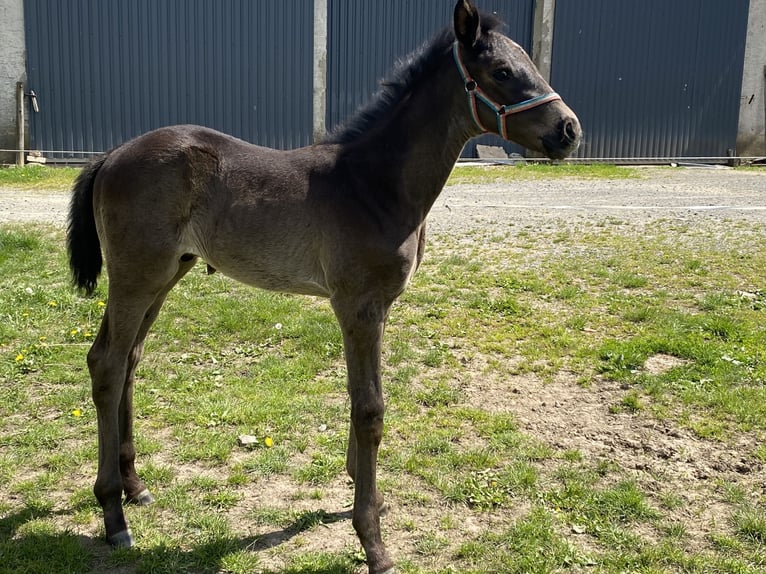 Trakehner Hengst  168 cm Rappe in Willingshausen