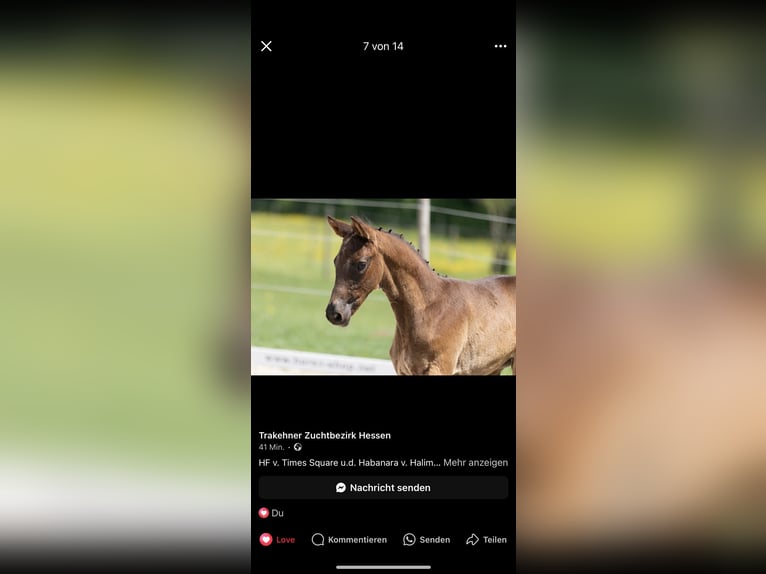 Trakehner Hengst  168 cm Rappe in Willingshausen