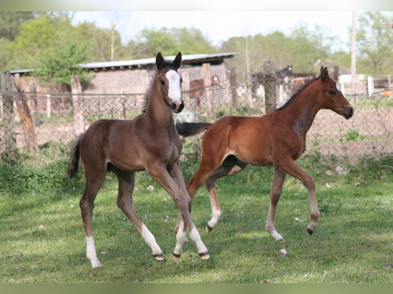 Trakehner Hengst Fohlen (03/2026) 168 cm Rappe in Kummersdorf-Gut