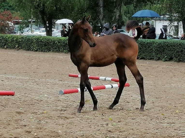 Trakehner Hengst Fohlen (03/2025) 169 cm Dunkelbrauner in Harsefeld