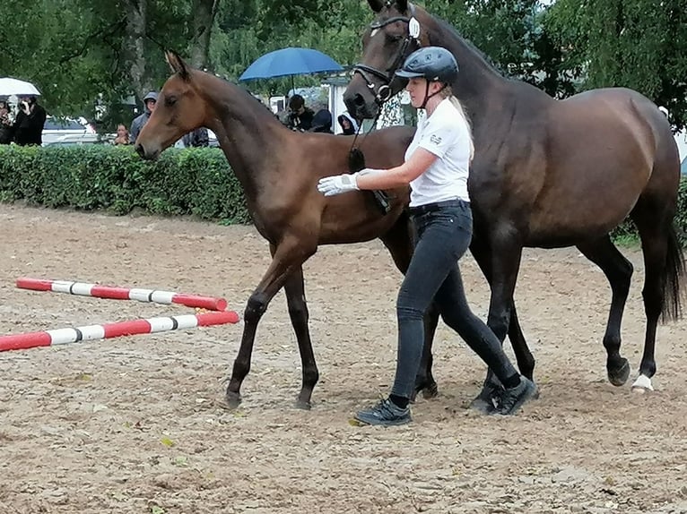 Trakehner Hengst Fohlen (03/2025) 169 cm Dunkelbrauner in Harsefeld