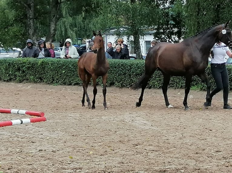 Trakehner Hengst Fohlen (03/2025) 169 cm Dunkelbrauner in Harsefeld