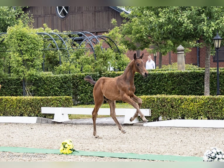 Trakehner Hengst Fohlen (03/2025) 169 cm Dunkelbrauner in Harsefeld