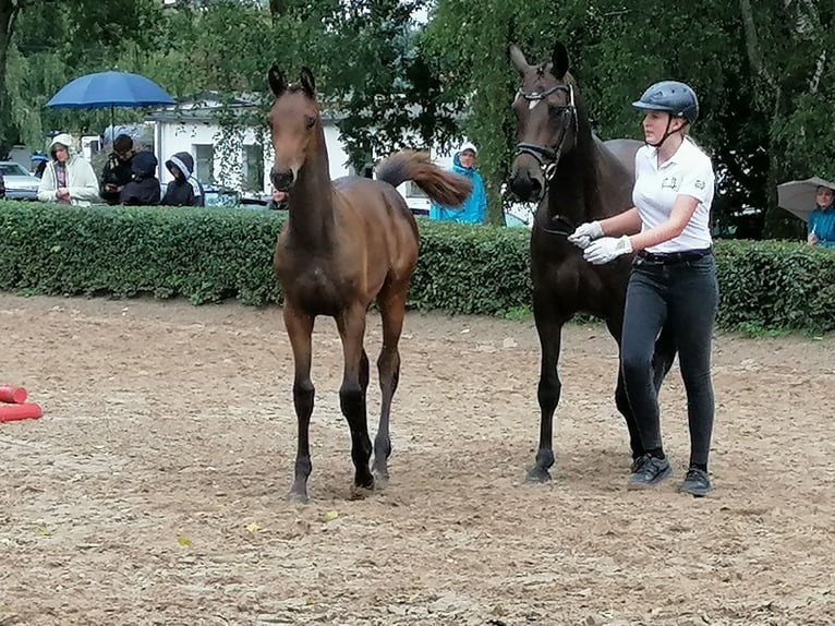Trakehner Hengst Fohlen (03/2025) 169 cm Dunkelbrauner in Harsefeld