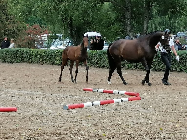 Trakehner Hengst Fohlen (03/2025) 169 cm Dunkelbrauner in Harsefeld