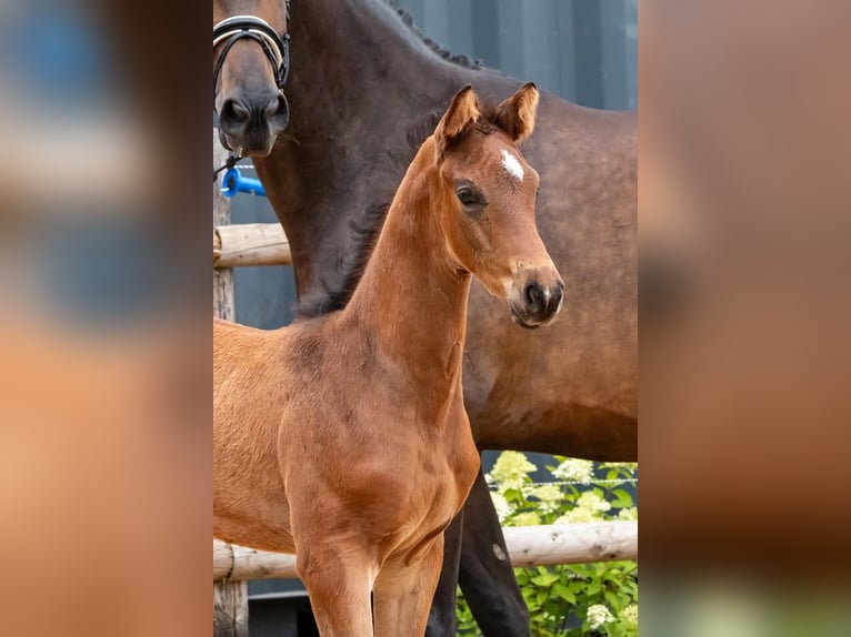 Trakehner Hengst  169 cm Dunkelbrauner in Harsefeld