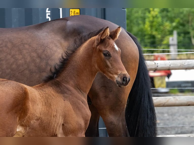 Trakehner Hengst  169 cm Dunkelbrauner in Harsefeld