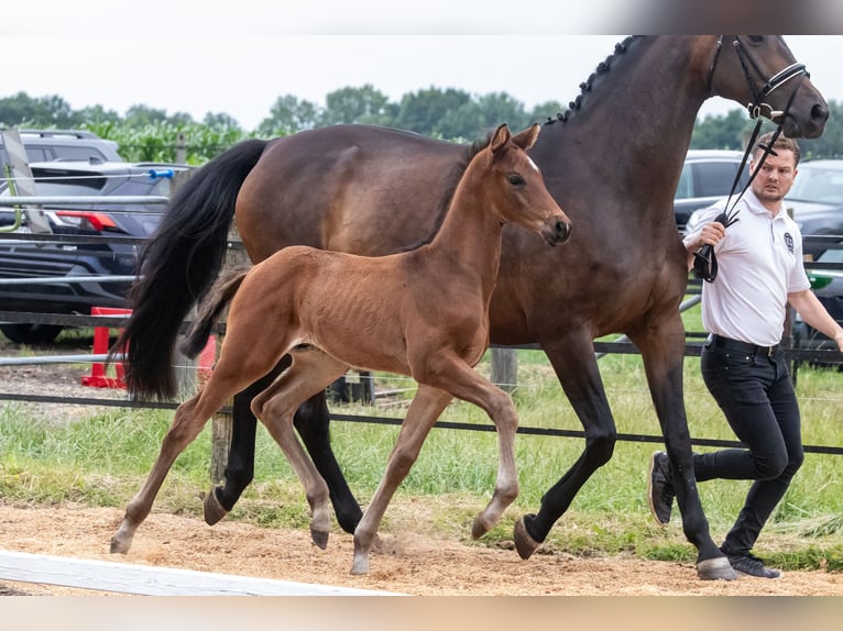Trakehner Hengst  169 cm Dunkelbrauner in Harsefeld