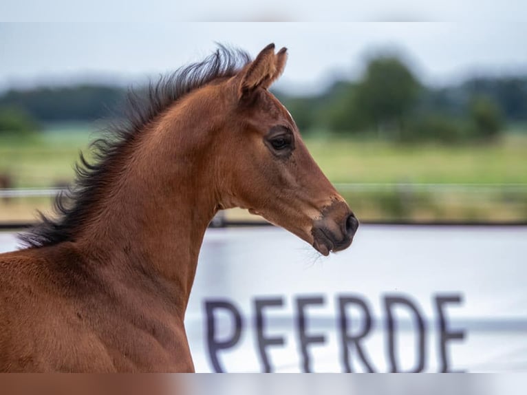 Trakehner Hengst  169 cm Dunkelbrauner in Harsefeld
