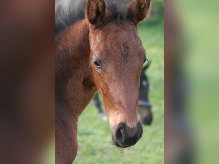 Trakehner Hengst Fohlen (04/2026) 170 cm Brauner in Kummersdorf-Gut