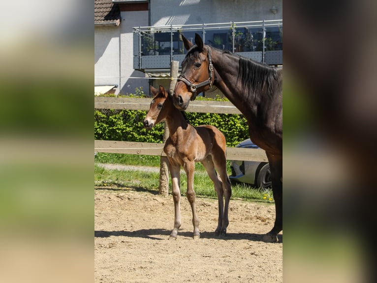 Trakehner Hengst Fohlen (04/2026) 170 cm Dunkelbrauner in Kurtscheid