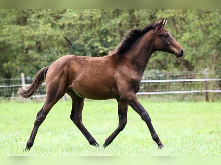 Trakehner Hengst Fohlen (03/2024) 170 cm Dunkelbrauner in Fehrbellin