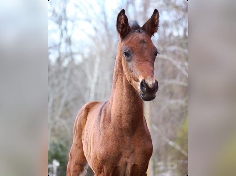 Trakehner Hengst Fohlen (03/2024) 170 cm Dunkelbrauner in Fehrbellin