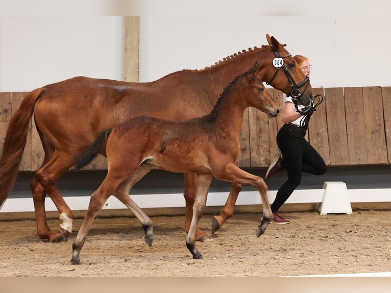 Trakehner Hengst Fohlen (04/2024) 170 cm Dunkelbrauner in Kurtscheid