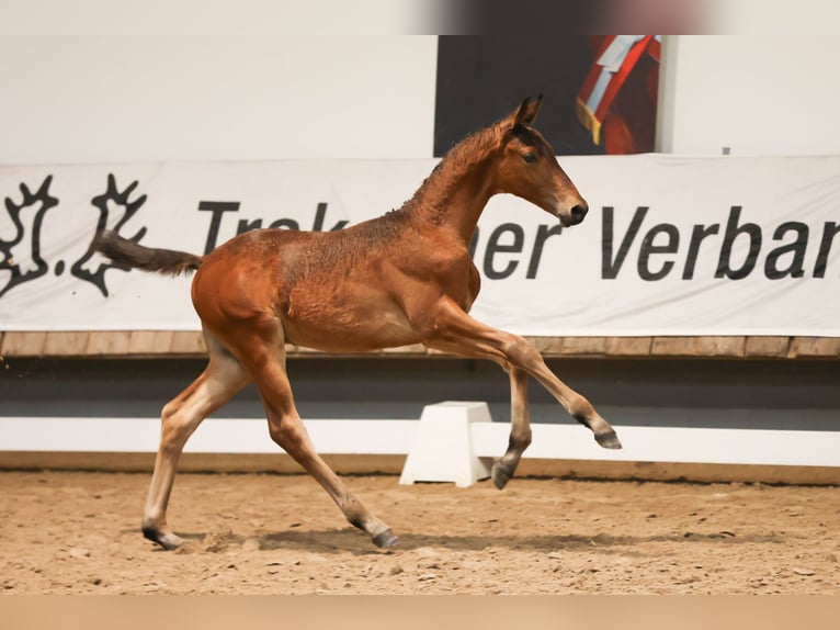 Trakehner Hengst Fohlen (04/2024) 170 cm Dunkelbrauner in Kurtscheid