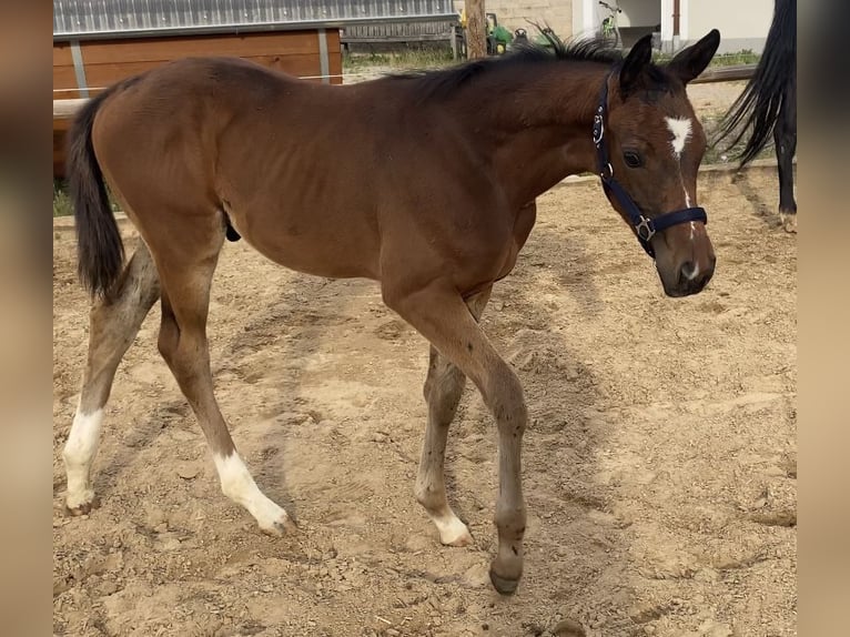Trakehner Hengst Fohlen (05/2026) 170 cm Dunkelbrauner in Friedberg