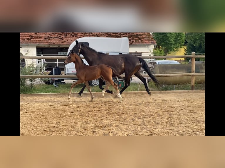 Trakehner Hengst Fohlen (05/2026) 170 cm Dunkelbrauner in Friedberg