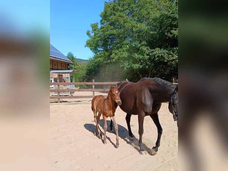 Trakehner Hengst Fohlen (06/2026) 170 cm Dunkelbrauner in Auetal