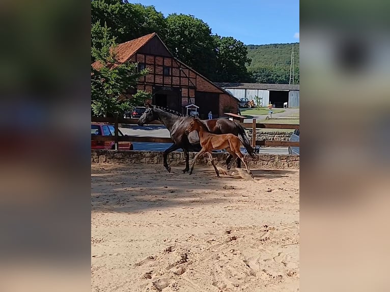 Trakehner Hengst Fohlen (06/2026) 170 cm Dunkelbrauner in Auetal